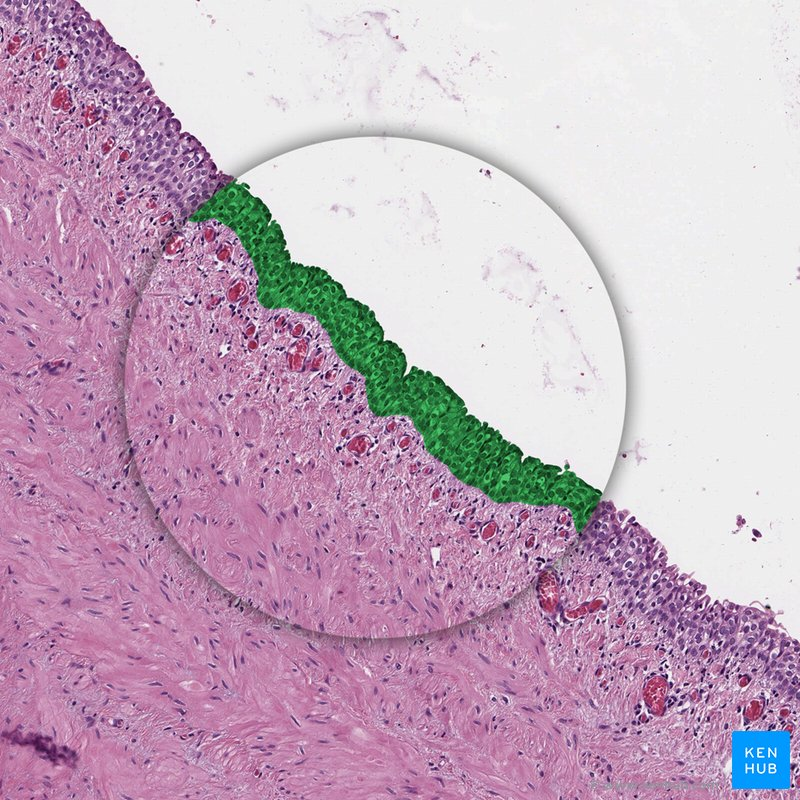 <p>Stratified epithelium</p>