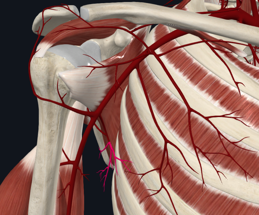 <p>What artery is this</p>