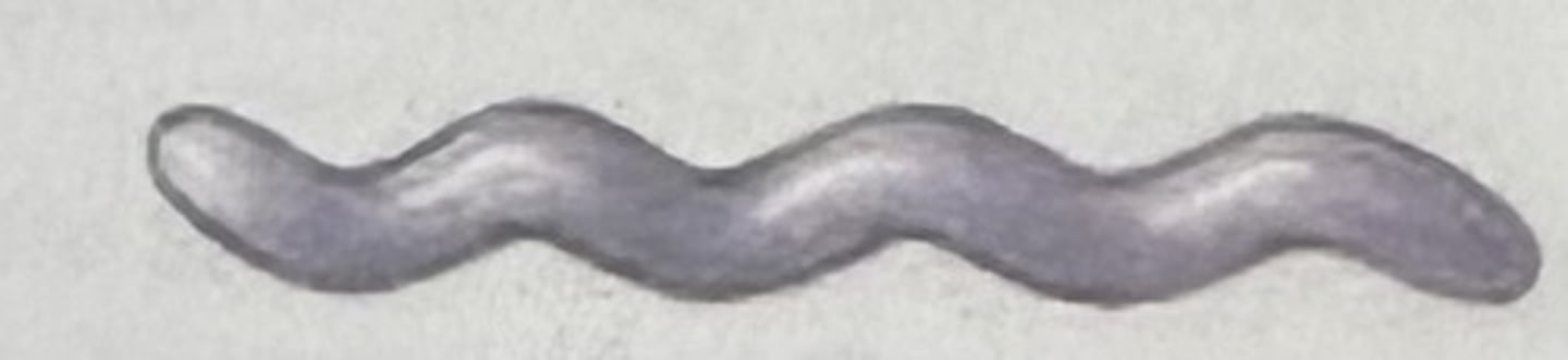 <p>Which bacterial group is this?</p>