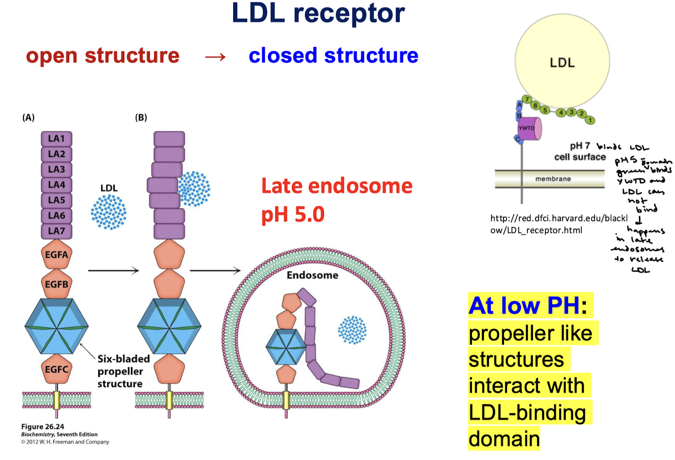 <p>At pH 7, LDLRs are in the open structure and are able to bind LDL. At pH 5 in the late endosome, the LDL-binding domain will bind the propeller-like structures and cause LDL to dissociate.</p>