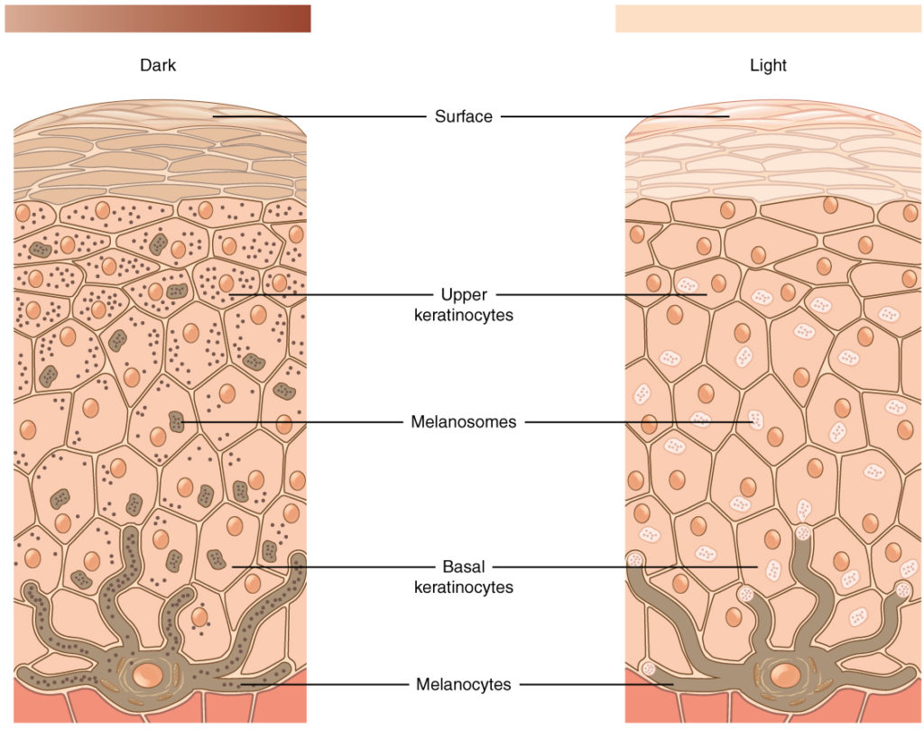 <ul><li><p>produced my melanocytes</p></li><li><p>pigment that determines the color of hair and skin</p></li><li><p>protects you from ultraviolet (UV) light</p></li></ul><p></p>