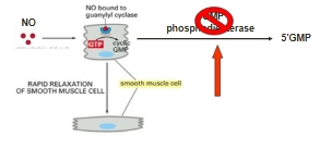 <p>Degradation/removal of second messengers </p><p><span><span>E.g. Removal of cAMP and cGMP by hydrolysis</span></span><span style="line-height: 0px;"><span></span></span></p><ul><li><p class="Paragraph WhiteSpaceCollapse SCXP16183503 BCX8" style="text-align: left;"><span><span>Catalysed by phosphodiesterase</span></span></p></li></ul><p></p>