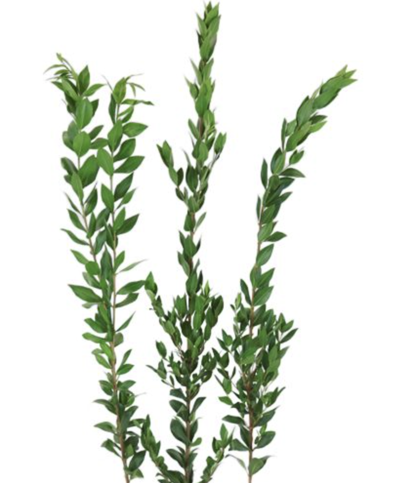 <p>Scientific name:</p>