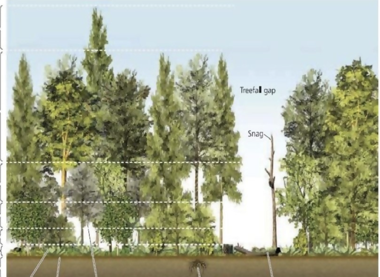 <p>Forest Strata layers</p>