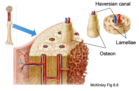 <p>runs through core of each osteon and provides blood supply, nutrients, and nerves</p>