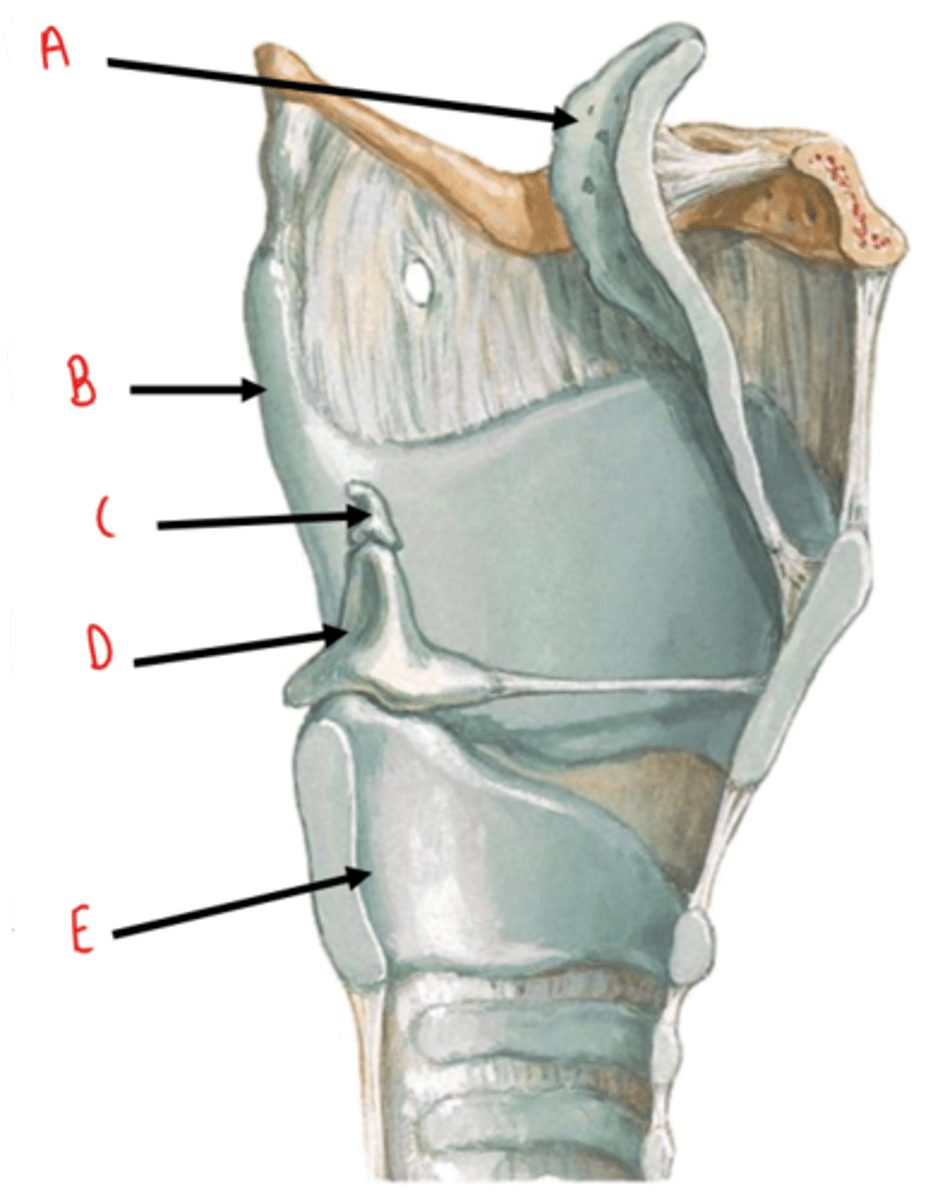 <p>identify A</p>
