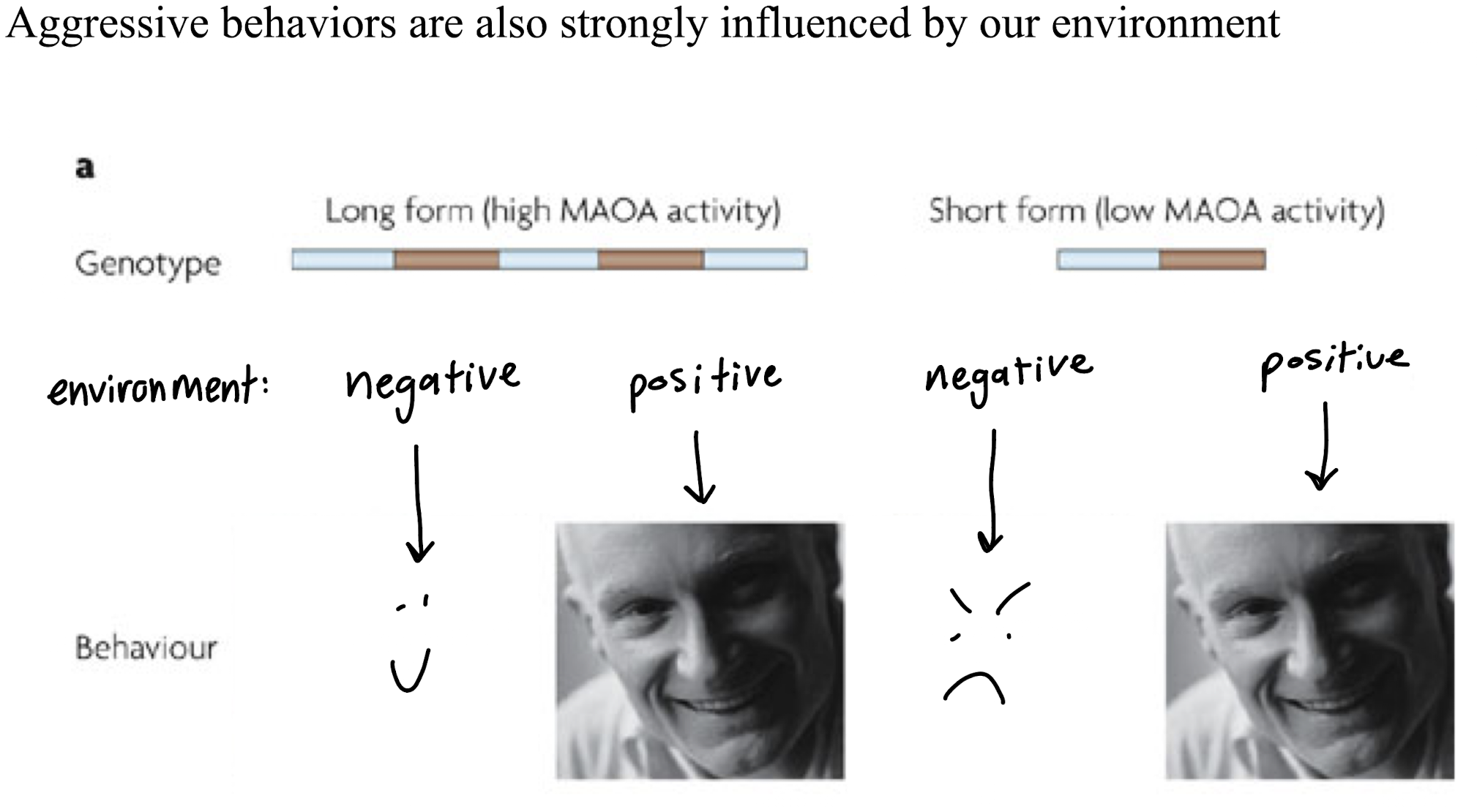 <p>genetic of aggression</p>