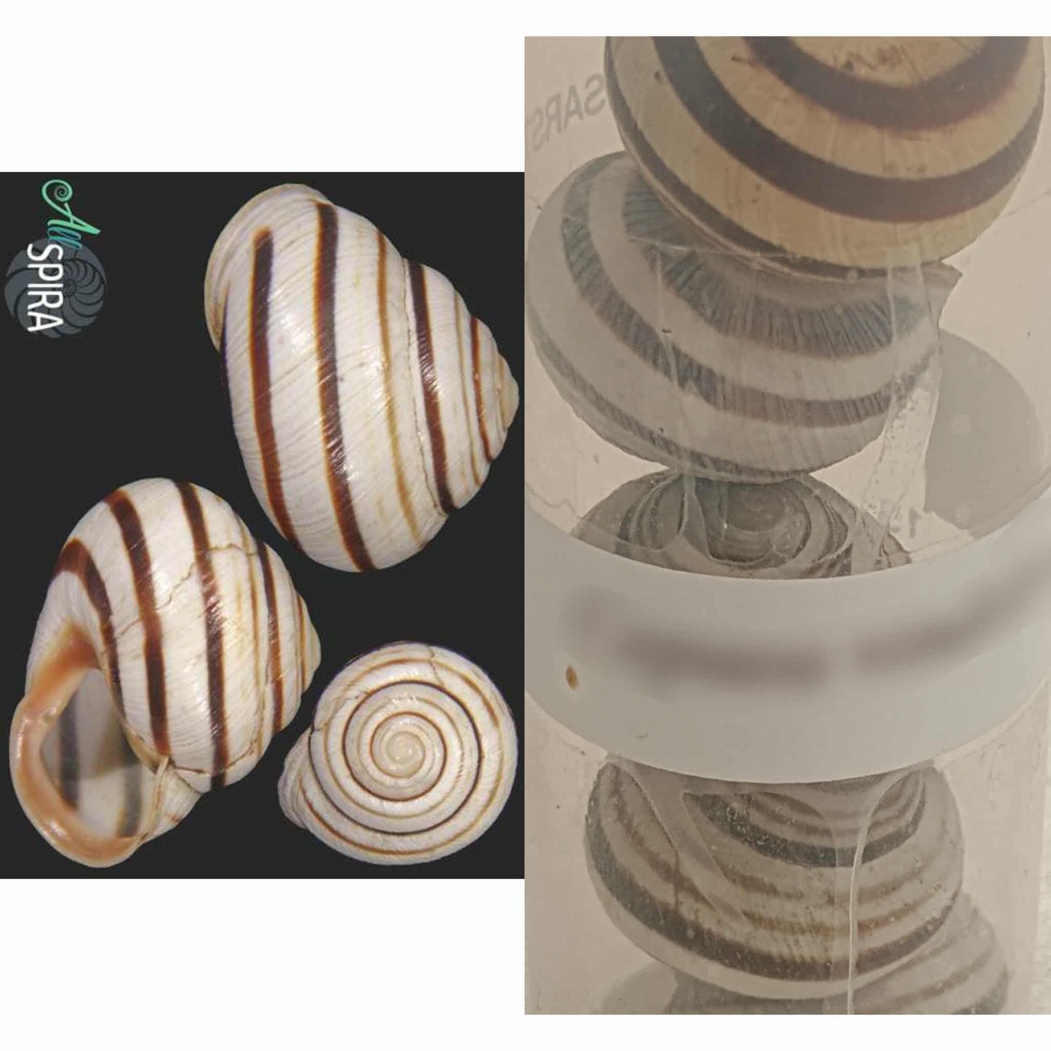 <p>Kmeň: Mollusca (mäkýše)<br>Trieda: Gastropoda (ulitníky)<br>Skupina: Pulmonata (pľúcnatce)</p>