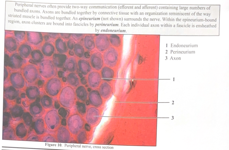 <ol><li><p>Endoneurium </p></li><li><p>Perineurium </p></li><li><p>Axon </p></li></ol><p></p>