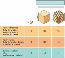 dividing a large cube into smaller cubes provides more surface area overall
reason why cells are as small as they are