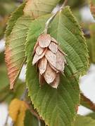 <p>ironwood, hophornbeam</p>