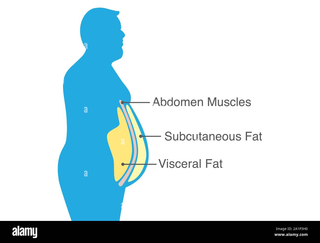 <p>Subcutaneous Fat - Fat deposits directly under the skin.</p>