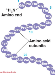 <p>what structure of protein is this?</p>