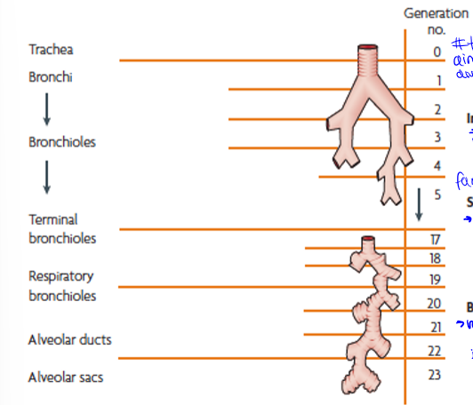 <p>trachea to terminal bronchi, terminal bronchi to respiratory bronchioles, and respiratory bronchioles to alveolar sacs. generations are the amount of times they branch</p>