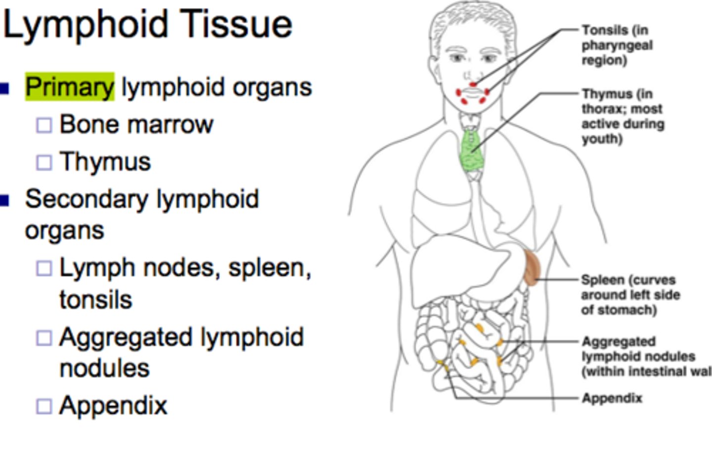 <p>bone marrow and thymus</p>