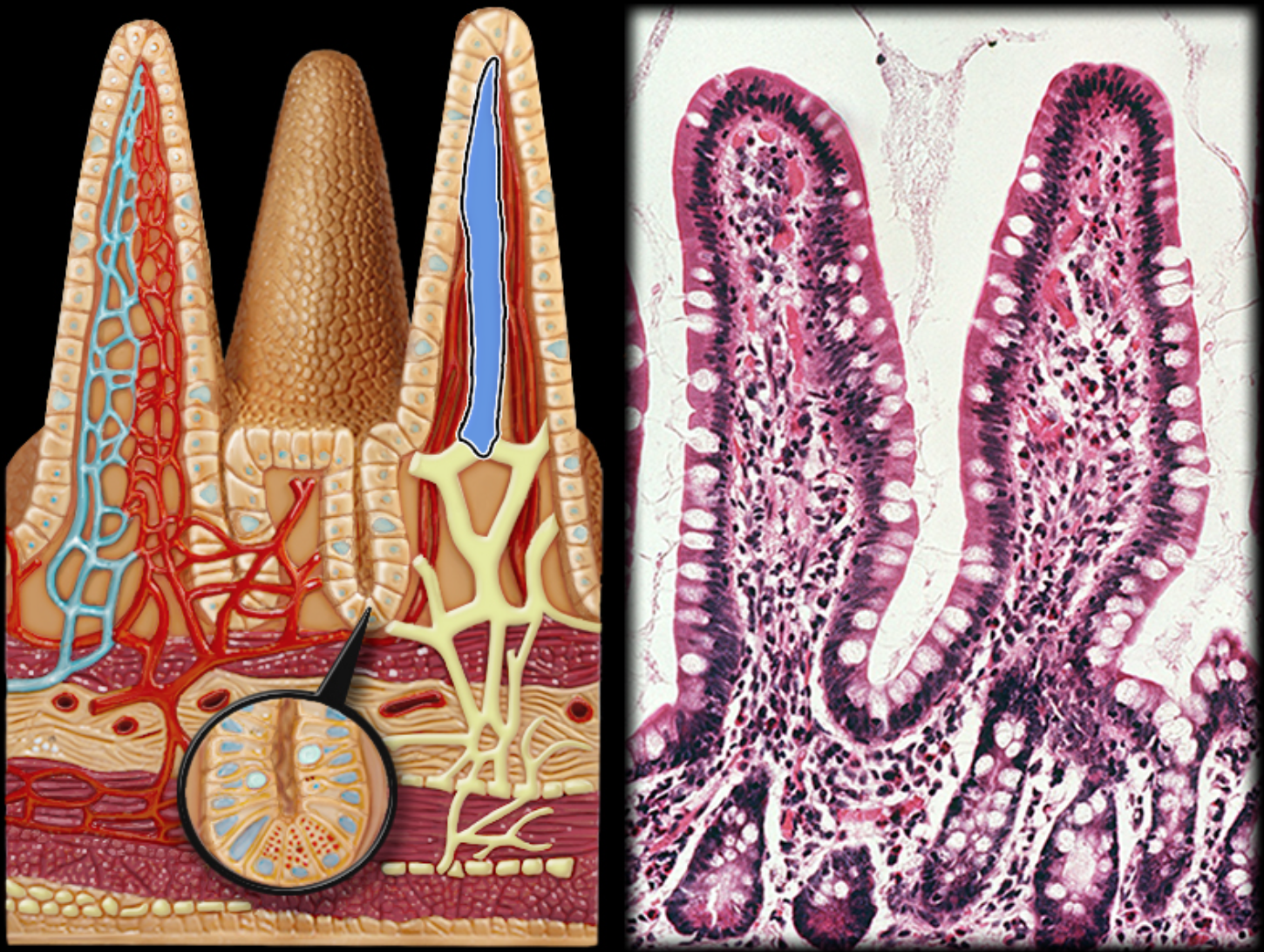 knowt flashcard image