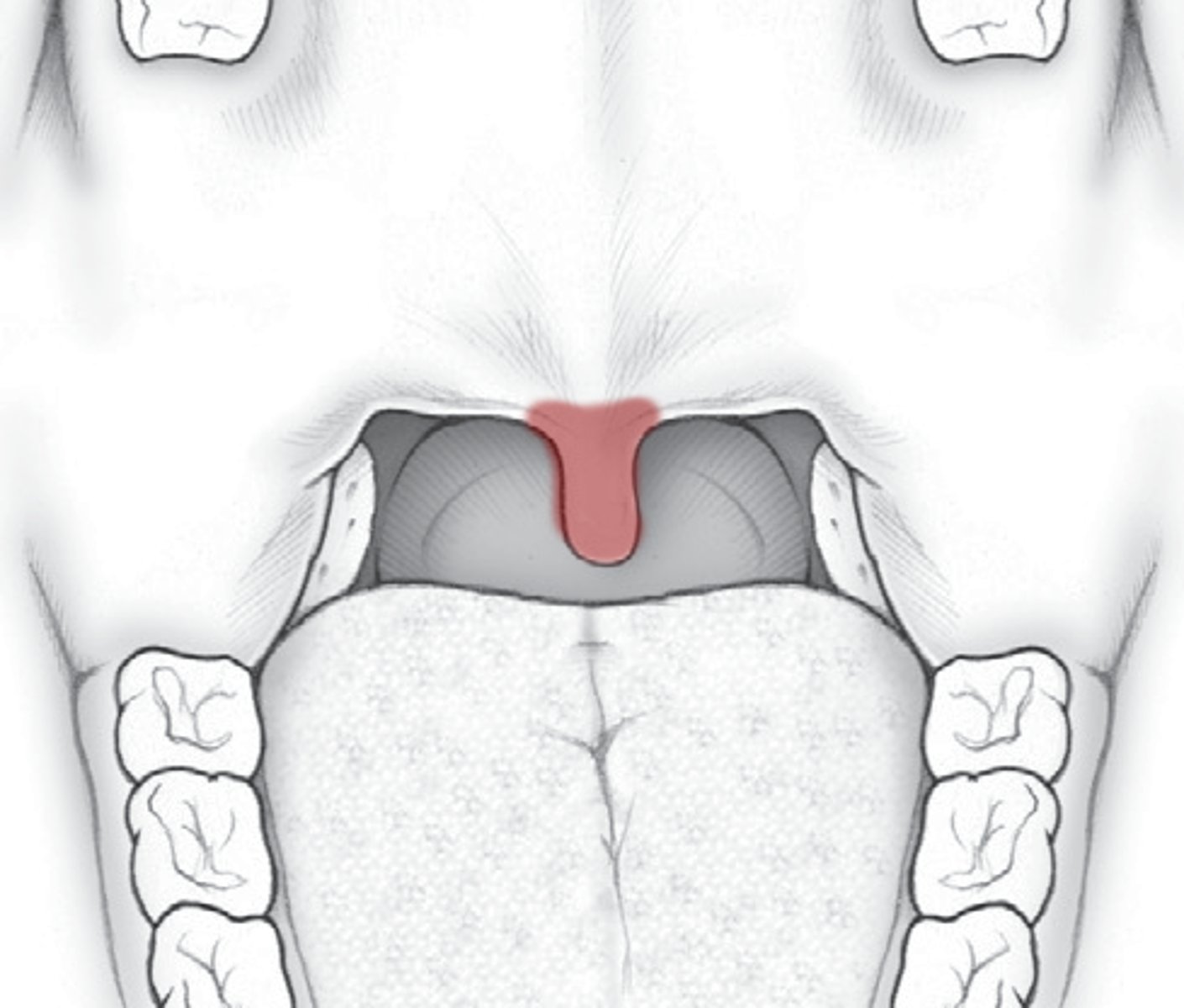 <p>uvula</p>