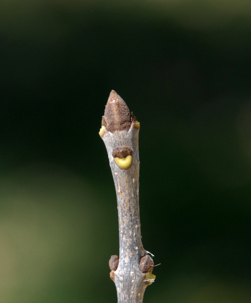 <p>opposite, similar to white ash, diamond pattern bark, pinnately compound leaves, bud on top of leaf scar</p>