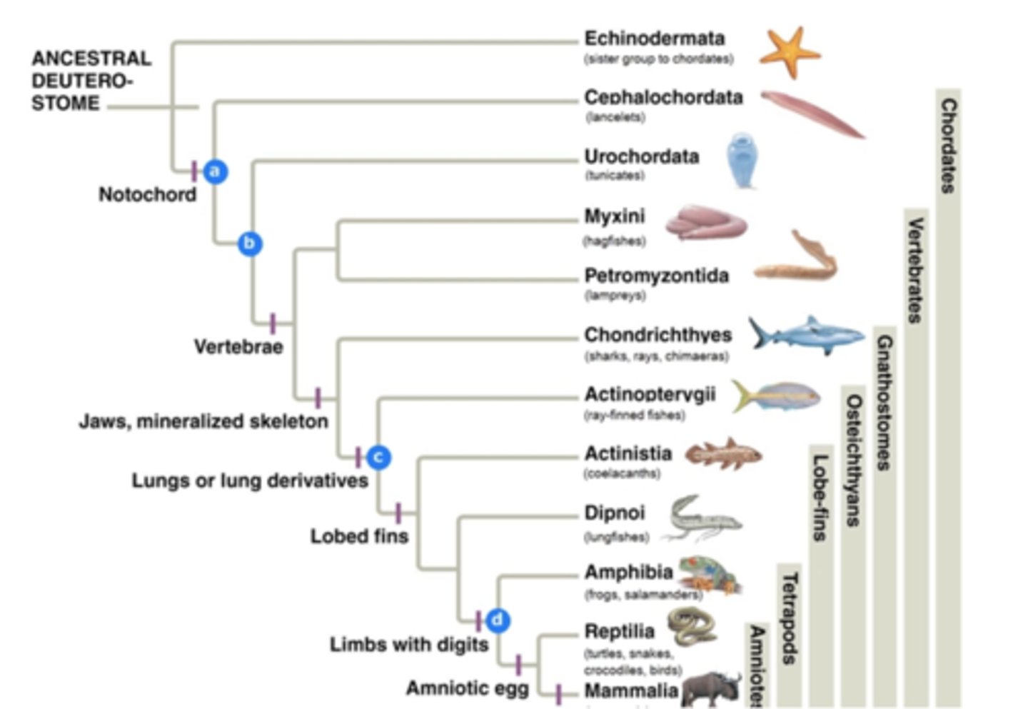 <p>Organism (a) is a common ancestor of all chordates.</p><p>Rays and frogs have vertebrae.</p><p>Descendants of organism (d)</p><p>have limbs with digits.</p><p>Mammals and turtles are more closely related than are lungfishes and sharks.</p><p>Birds and ray-finned fishes have a notochord and jaws.</p><p>2 multiple choice options</p>