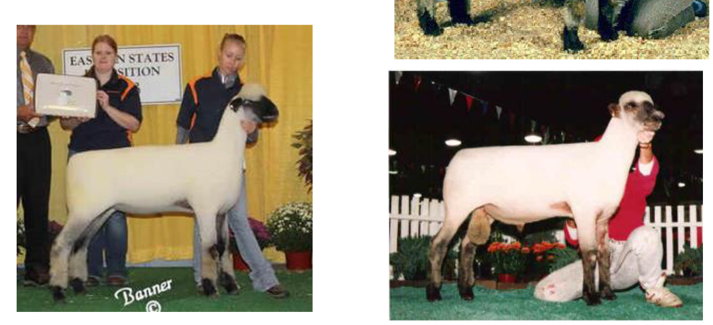 <p>White colored</p><p>Dark brown face</p><p>Wool on legs</p>
