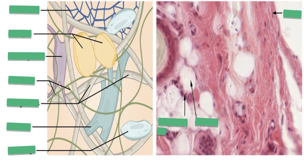 <p>TISSUE: ________</p>