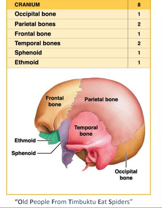 <ul><li><p>The cranial cavity-Fluid filled chamber that supports the brain.</p></li><li><p>Cranium provides an extensive area for muscle attachment</p></li><li><p>Movement of eyes, jaw and head.</p></li></ul>