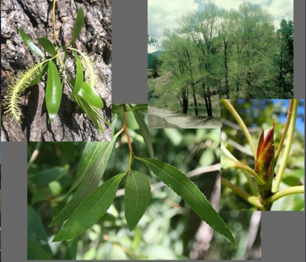 <p>- Leaves lanceolate</p><p>- Buds terminal with overlapping scales</p><p>- Catkins drooping</p>