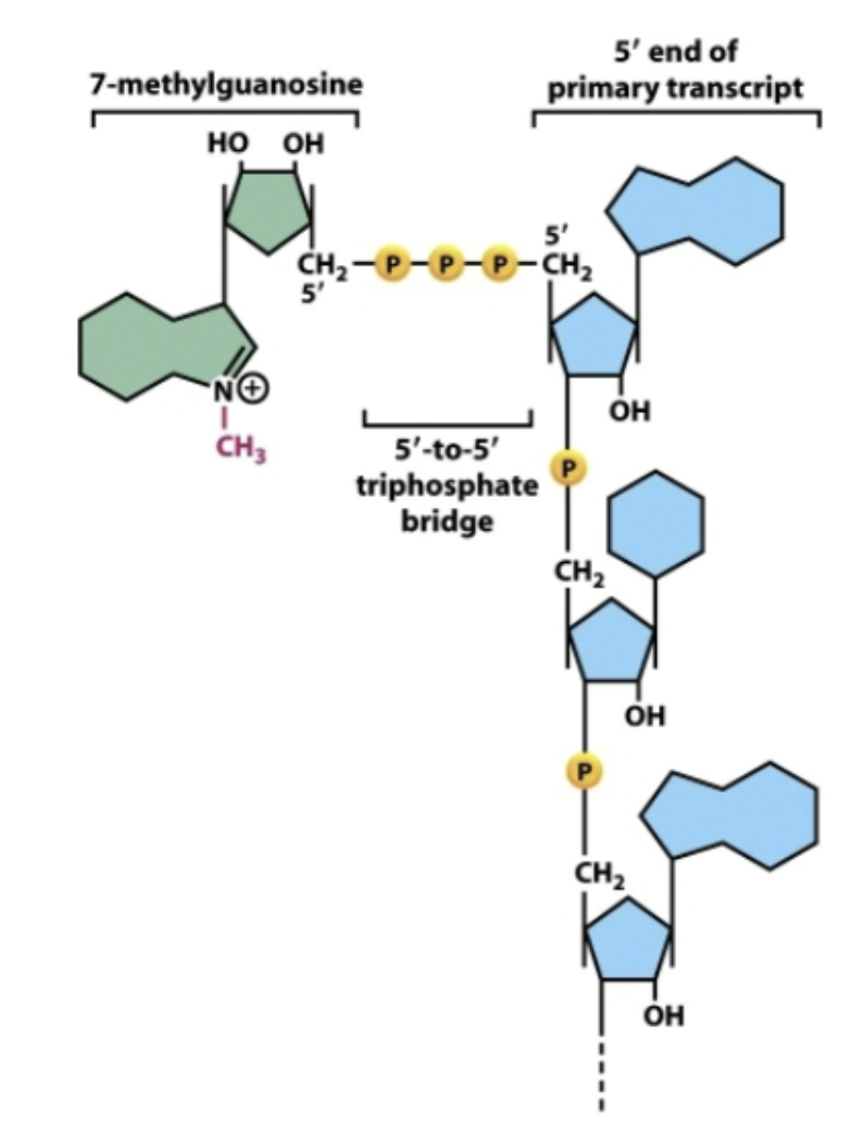 <p>Addition of 7-methylguanosine “cap” to 5’ end of RNA</p>