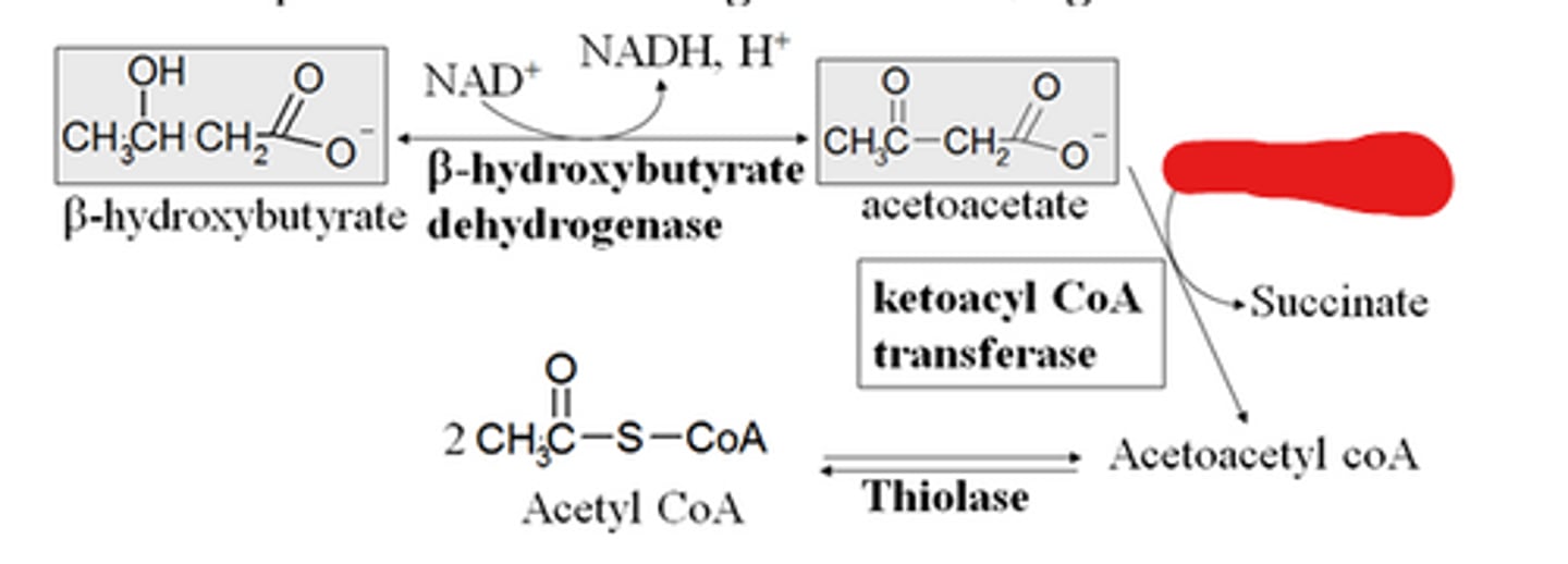 <p>What does ketoacyl CoA transferase require in order to transfer a CoA onto the acetoacetate?</p>