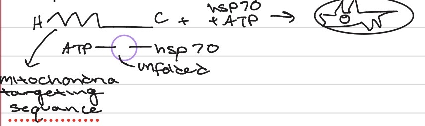 <p>yes - translocation</p><p><span>a. hsp70 - found in cytoplasm</span></p><p class="p1"><span>b. hsp70 - also in mt matrix</span></p>