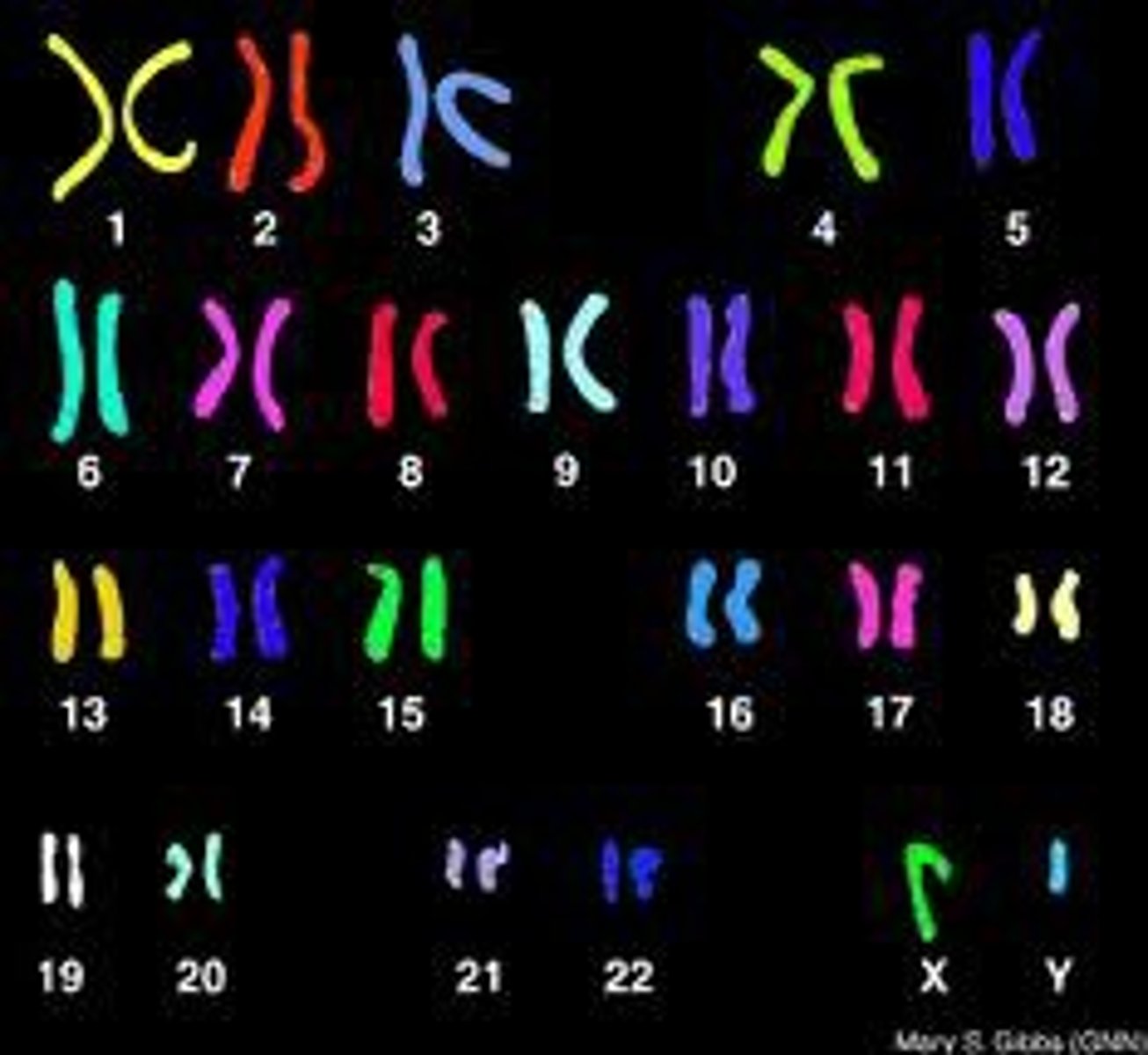 <p>A picture of all the chromosomes in a cell arranged in pairs</p>