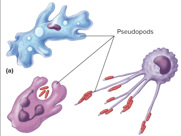 <p>Pseudopods</p>