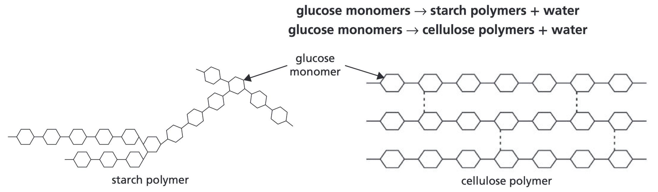 <p>Polymers like starch and cellulose, as well as water</p>