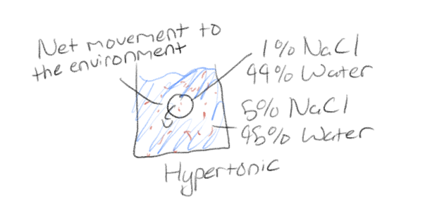 <p>Higher solute concentration than inside cell</p>