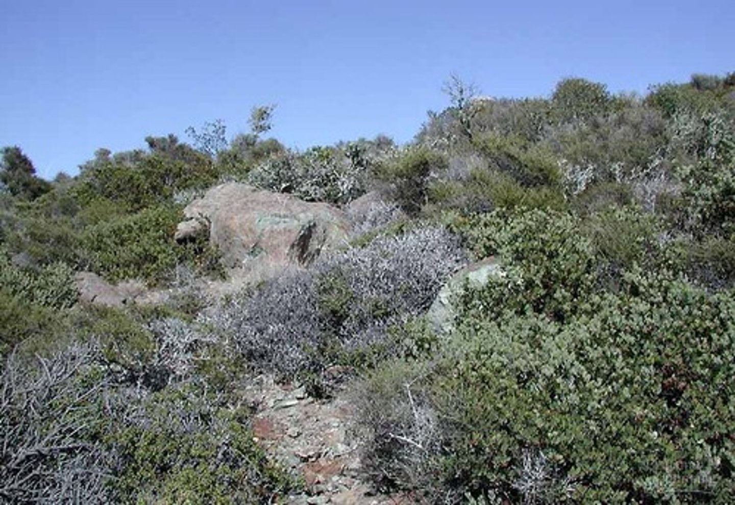 <p>Traits: Dense, evergreen shrubs; sclerophyllous (hard, leathery) leaves; adapted to drought, poor soils, and periodic fire.</p><p>Plant Adaptations: Deep roots, fire-stimulated germination, thick bark, small leaves to reduce water loss.</p>