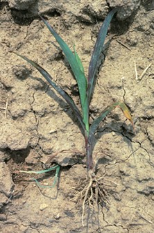 <p>Identify which nutrient is deficient</p>