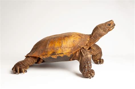 <p>Arakan forest turtle</p>