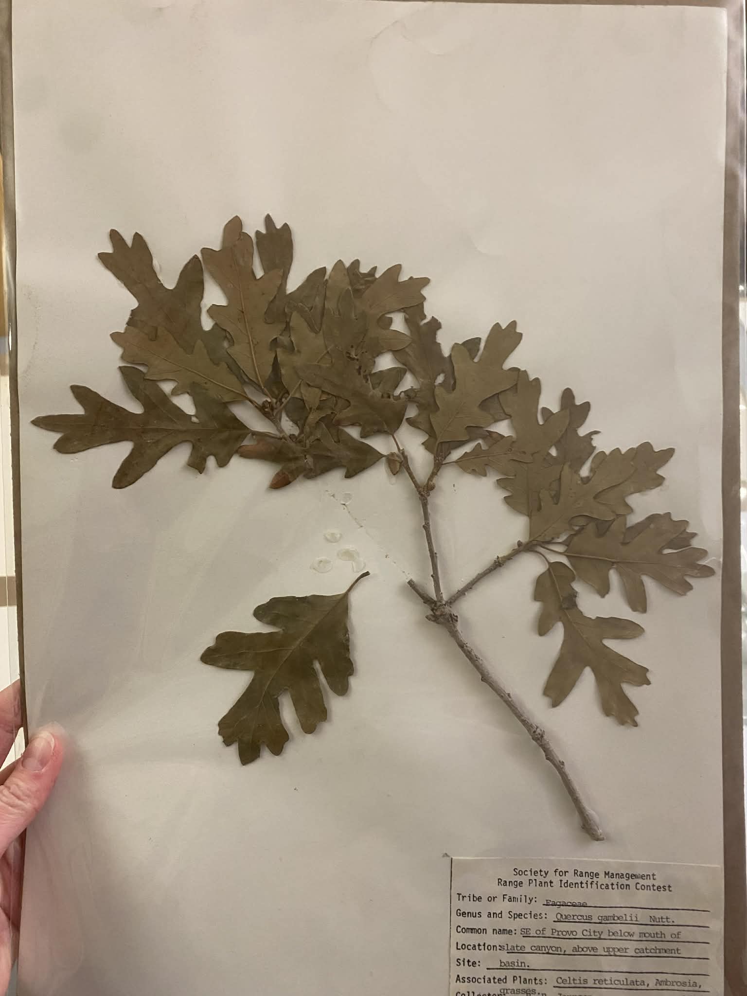 <p>Fagaceae, P, N, Quercus gambelii, Gambel Oak</p>