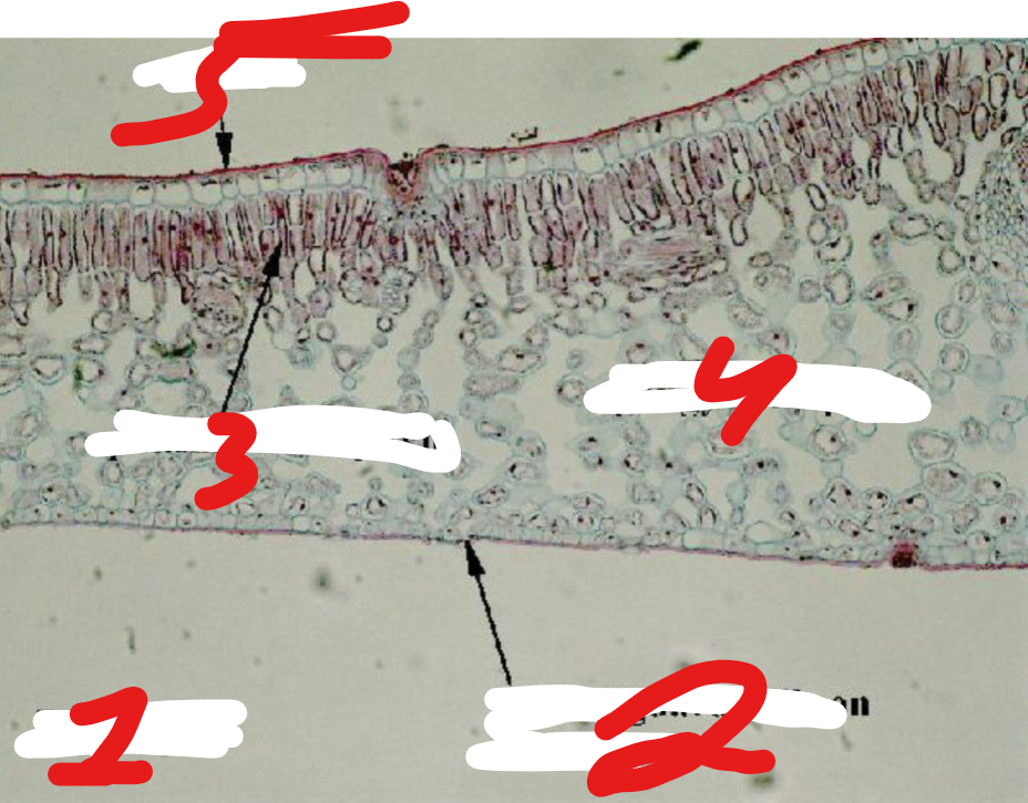 knowt flashcard image