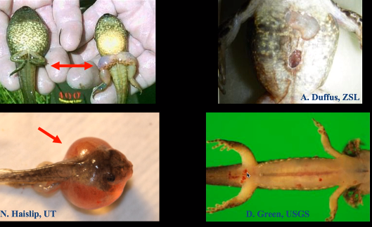 Edema: Top & bottom left, Hemorrhages & Ulcerations: Top right, Erythema: Bottom Right