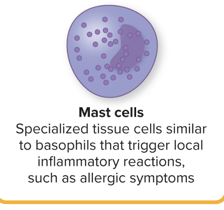 <p>Specialized tissue cells similar to basophils that triger local inflammatory reactions, such as allergic symptoms </p>