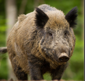 <p>omnivore; colored is variable (mostly brown/black); sparse to thick bristly hair; 4 toes; omnivorous</p>