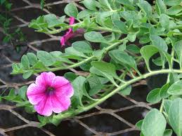 <p><span>Herbaceous annual with simple green leaves and large, trumpet-shaped flowers in a variety of colors. Used for bedding and containers.</span></p>