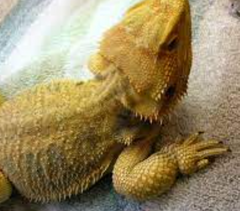 <p>What are the clinical signs of this bearded dragon suggesting?</p>