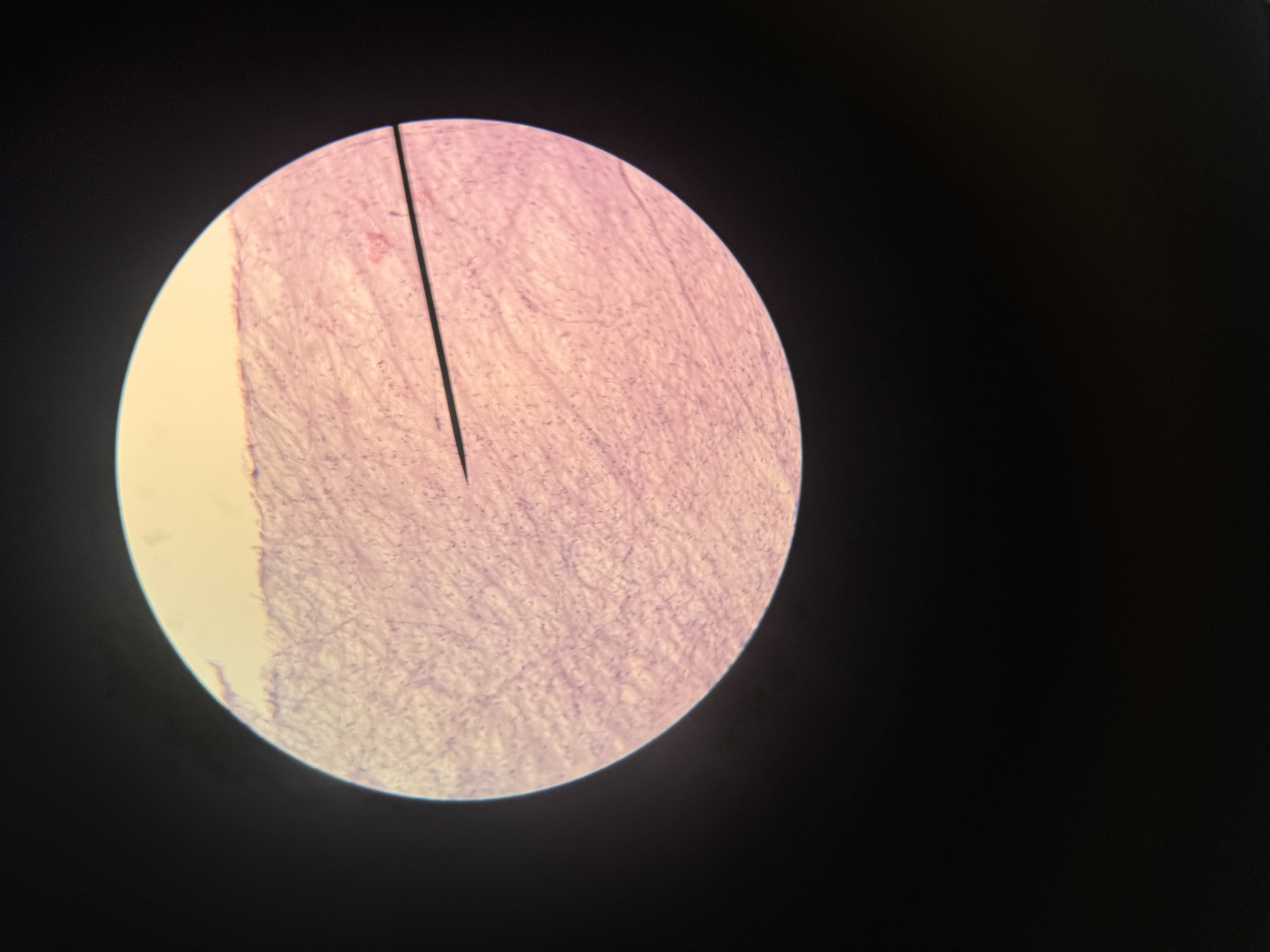 <p>What cell is this</p>