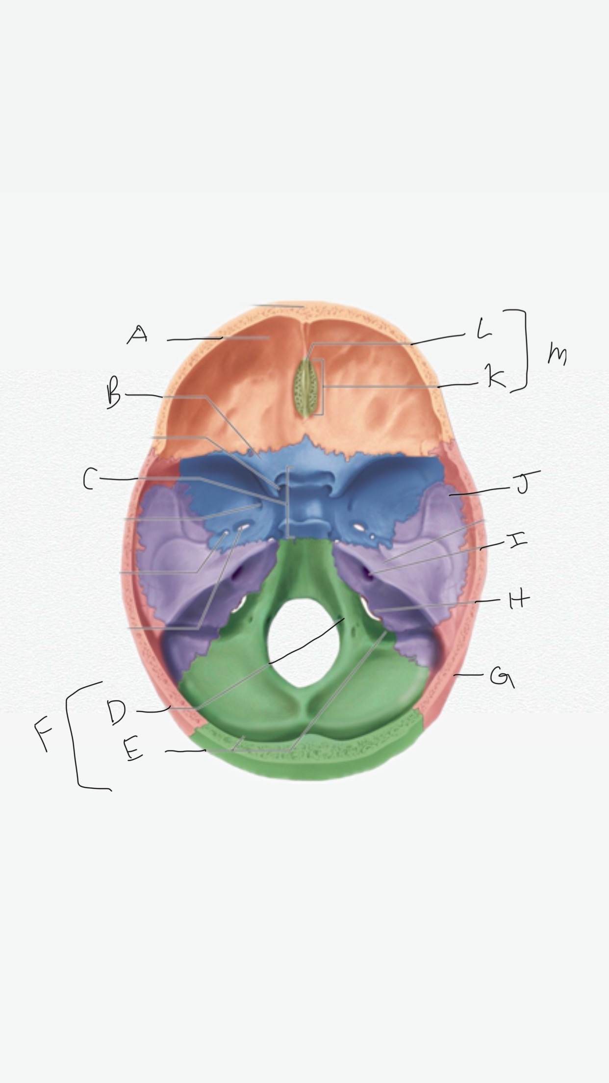 <p>L</p>
