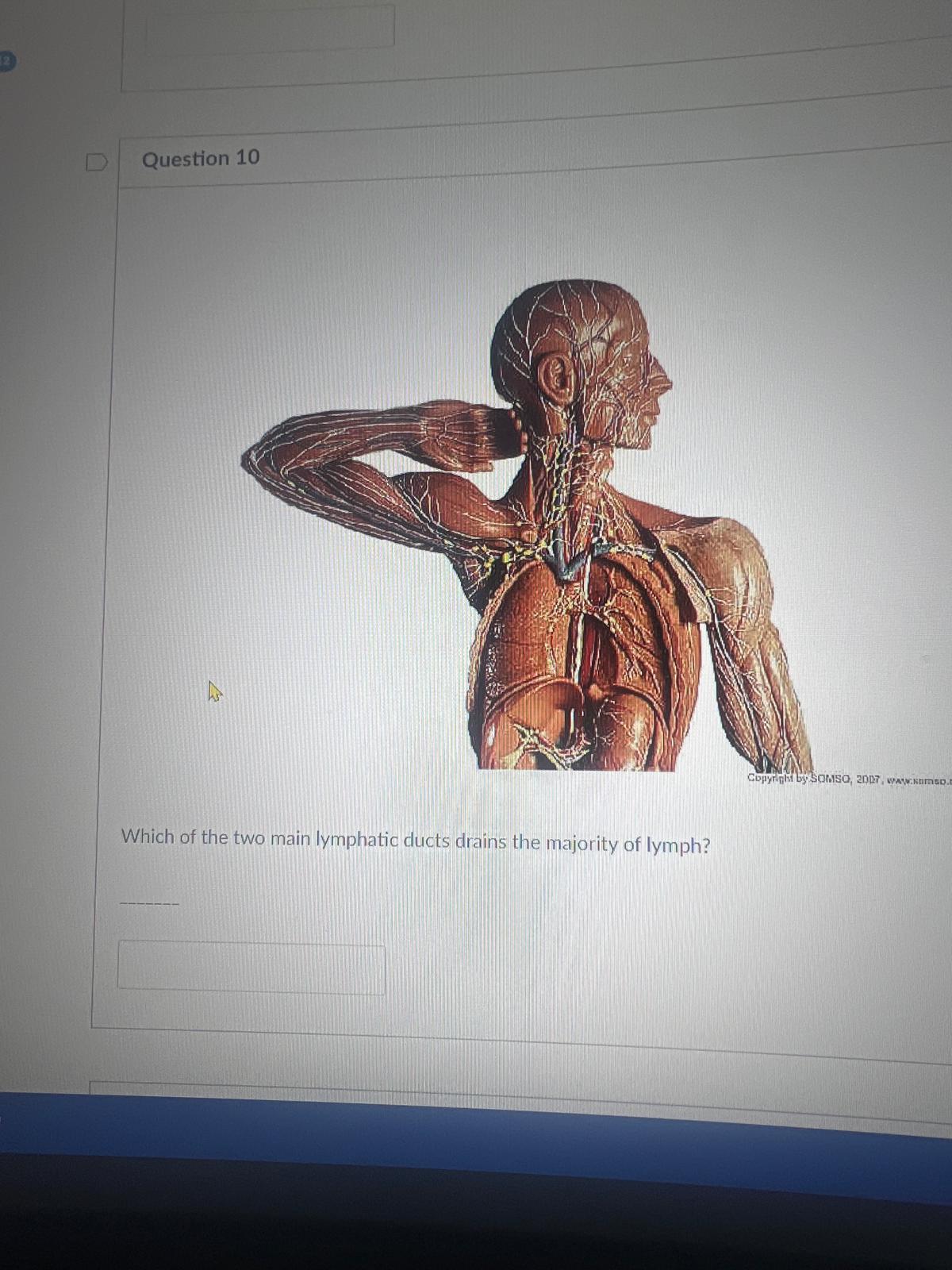 <p><span>Which of the two main lymphatic ducts drains the majority of lymph?</span></p>