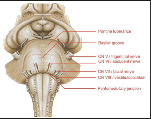 <p>CN V or TRIGEMINAL NERVE (Pons)</p>