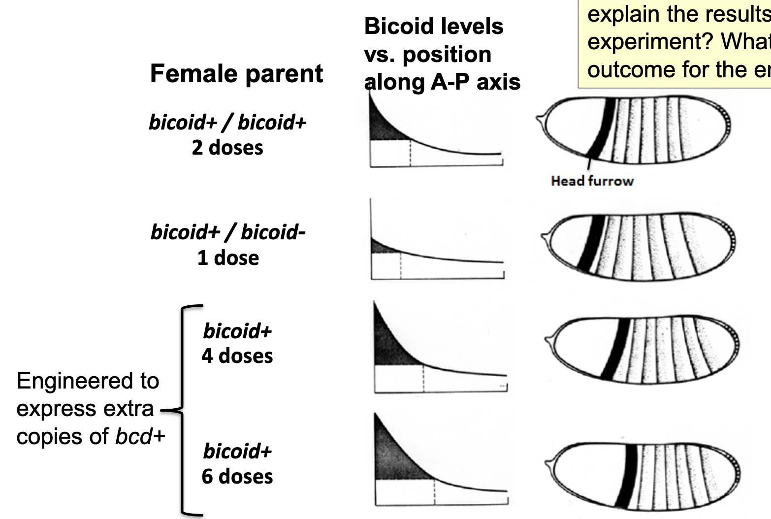 <ul><li><p>gene dosage corresponds to amount of mRNA deposited and amount of Bicoid protein produced in zygote</p></li><li><p>changing the number of copies of the <em>bicoid</em> gene in the female parent changes the relative position at which the head furrow is formed in the gastrula</p></li><li><p>an increase in copy number moves the furrow towards the posterior, a decrease towards the anterior</p><ul><li><p>more copies = more translation of <em>bcd</em></p></li></ul></li><li><p>therefore the amount of <em>bicoid</em> gene product influences the exact positioning of anterior elements</p></li><li><p>the more <em>bcd</em> copies the female parent has, the more mRNA gets made → the more mRNA gets deposited in oocyte before fertilization</p></li></ul><p></p>