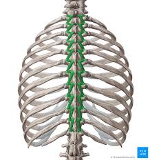 <p>Action: Bilateral extension, contralateral rotation, ipsilateral lateral flexion <strong>of the vertebral column</strong></p><p>Exercise: Supermans</p><p>Stretch: Seated twist</p>